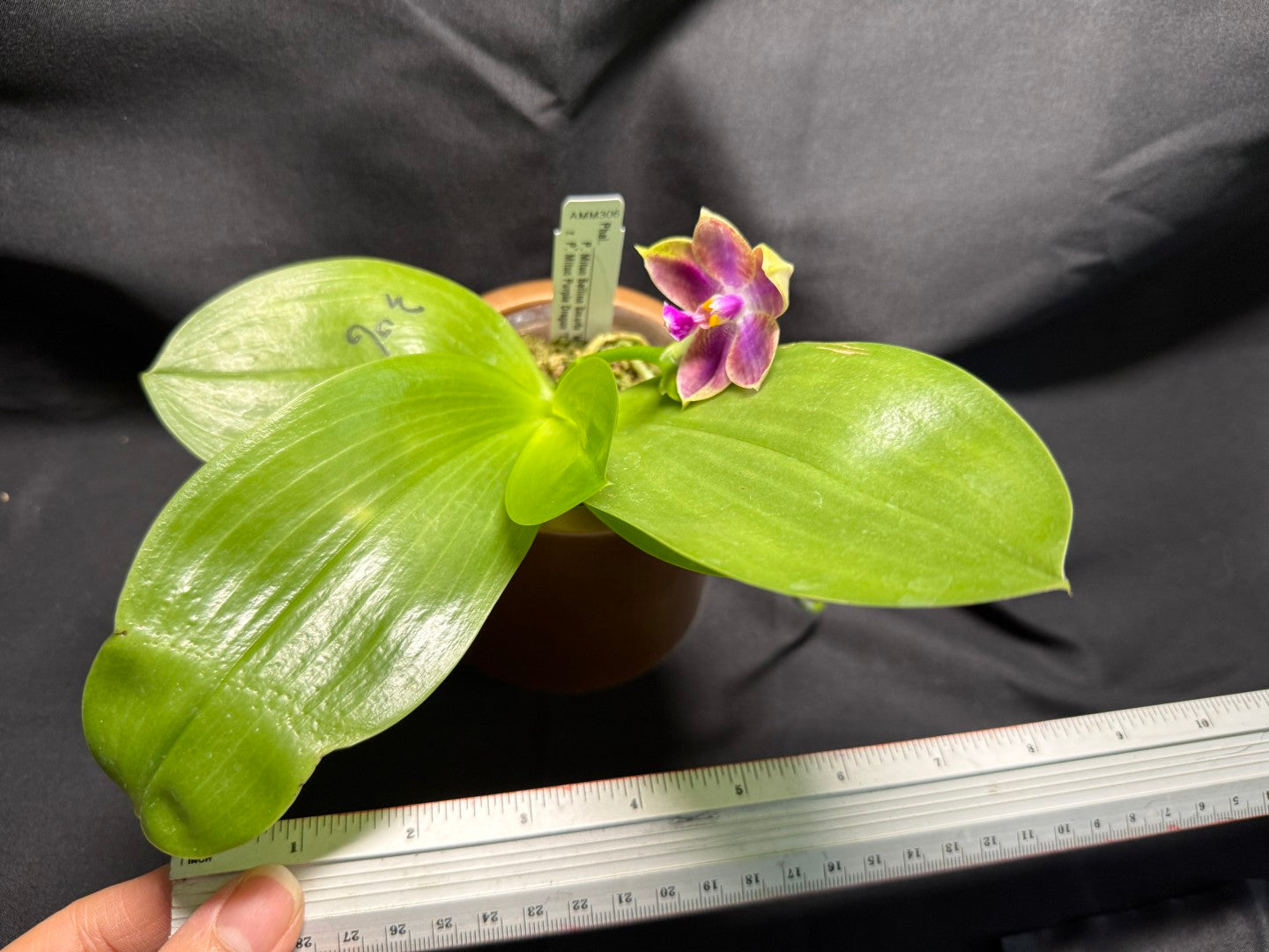 AMM306 - Phalaenopsis (Mituo Bellina Smurfs X Mituo Purple Dragon) (seed grown) 260713 Flowering