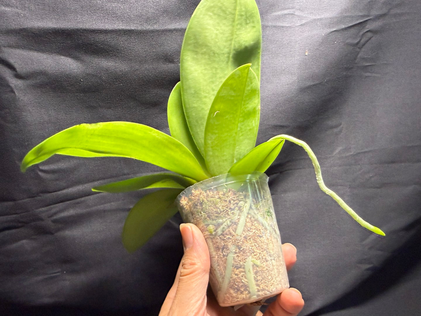 AMM306 - Phalaenopsis (Mituo Bellina Smurfs X Mituo Purple Dragon) (seed grown) 260713 Flowering