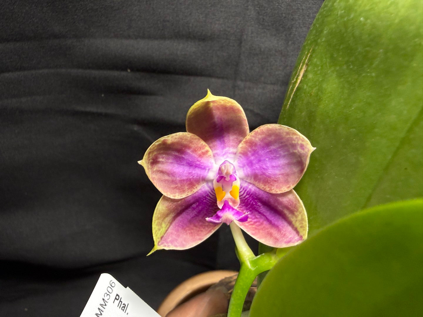 AMM306 - Phalaenopsis (Mituo Bellina Smurfs X Mituo Purple Dragon) (seed grown) 260713 Flowering