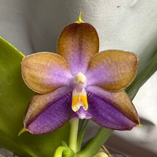 A close-up of a purple and brown Phalaenopsis orchid flower in a clear plastic pot with green leaves and a white tag, set against a light gray fabric background.
