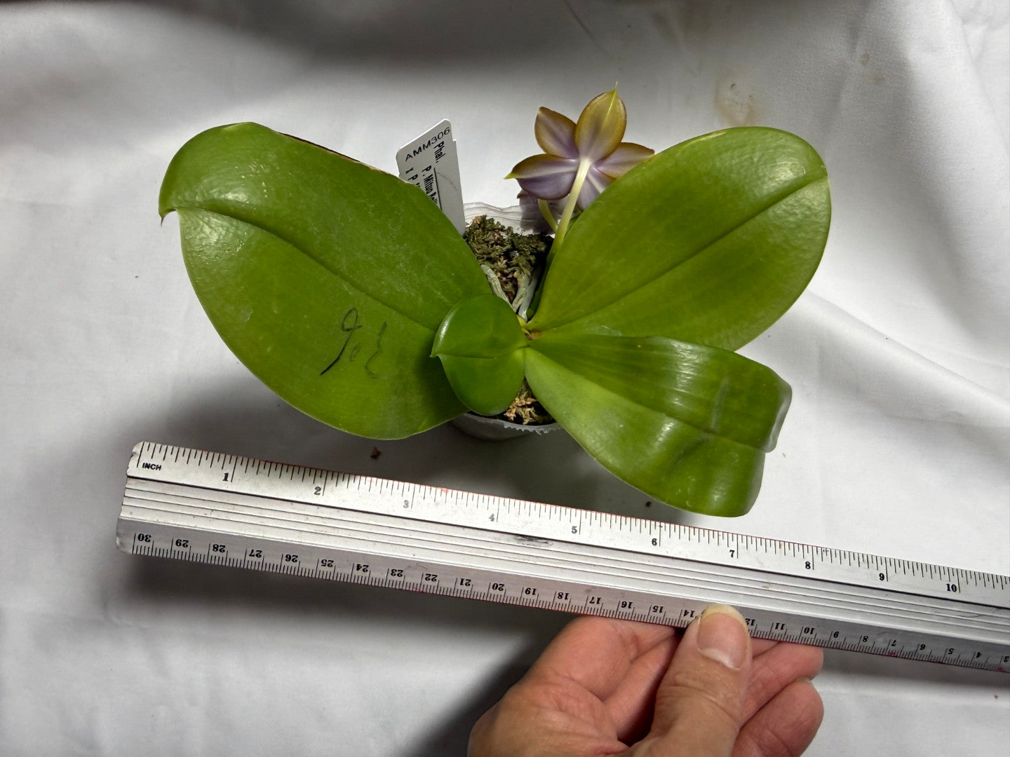 AMM306 - Phalaenopsis (Mituo Bellina Smurfs X Mituo Purple Dragon) (seed grown) 260714 Flowering