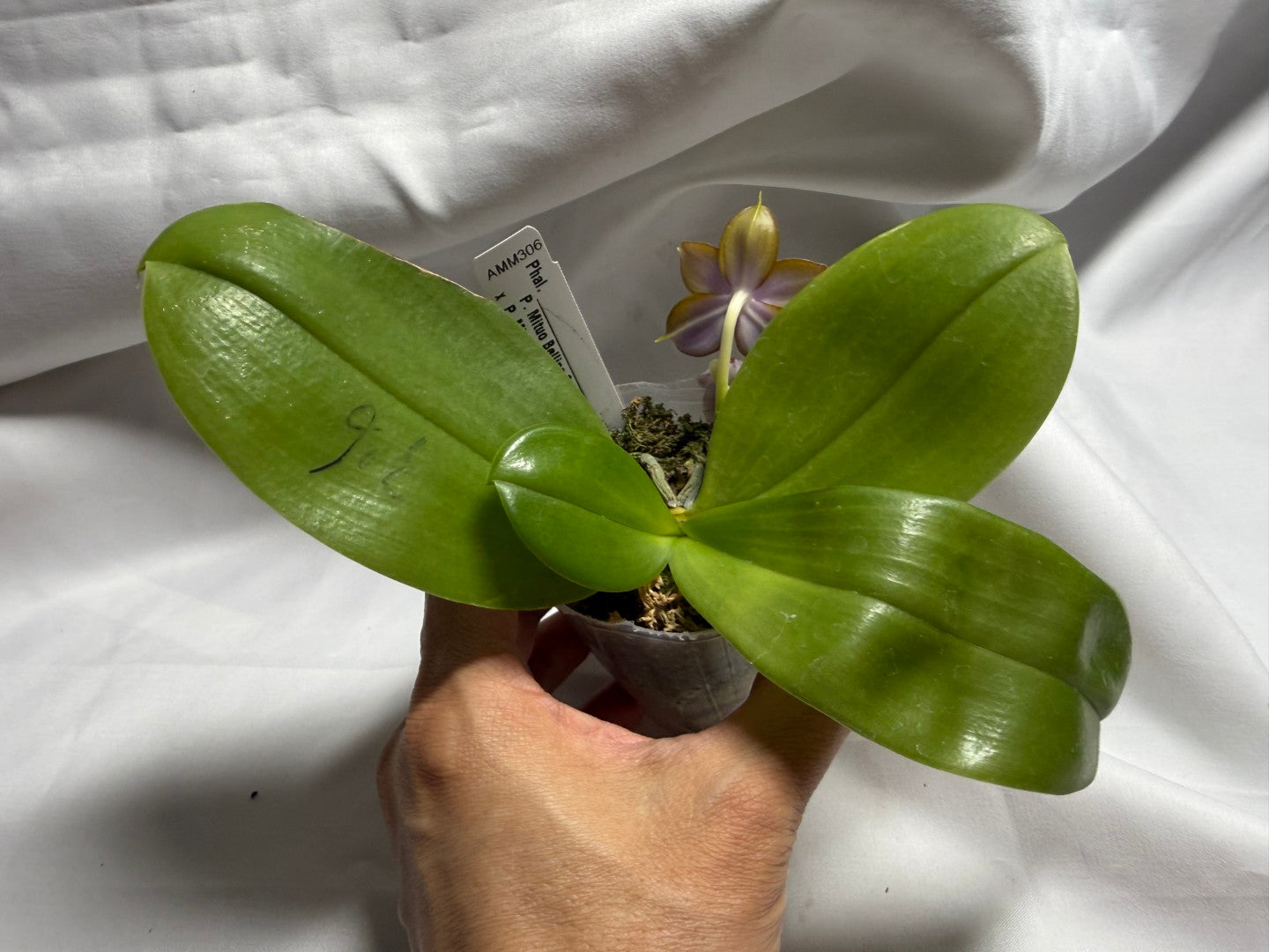 AMM306 - Phalaenopsis (Mituo Bellina Smurfs X Mituo Purple Dragon) (seed grown) 260714 Flowering
