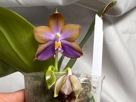 AMM306 - Phalaenopsis (Mituo Bellina Smurfs X Mituo Purple Dragon) (seed grown) 260714 Flowering