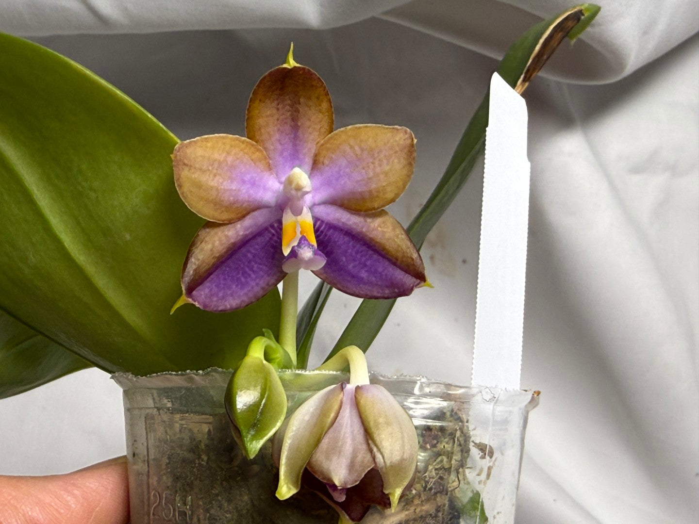 AMM306 - Phalaenopsis (Mituo Bellina Smurfs X Mituo Purple Dragon) (seed grown) 260714 Flowering