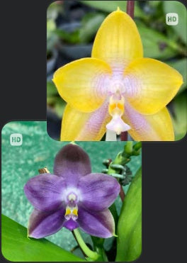 AMM306 - Phalaenopsis (Mituo Bellina Smurfs 'M-1' X Mituo Purple Dragon 'Twilight') (seed grown)