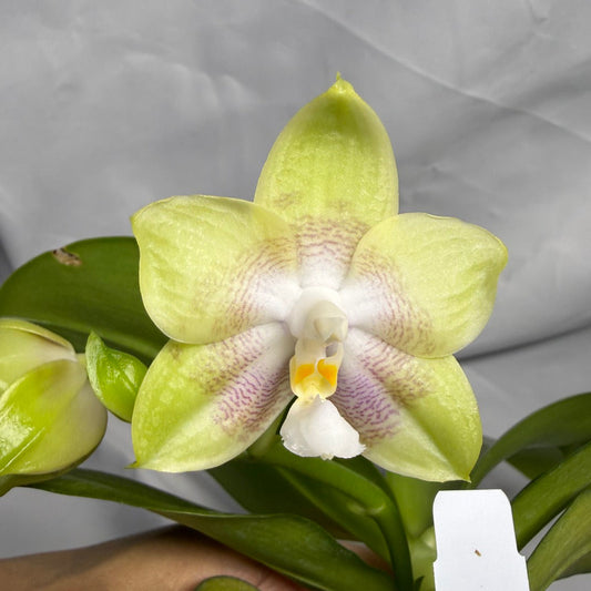 AMM308 - Phalaenopsis Yungho Gleb Canary X Zheng Min Formosa - Seed Grown - Flowering 260611