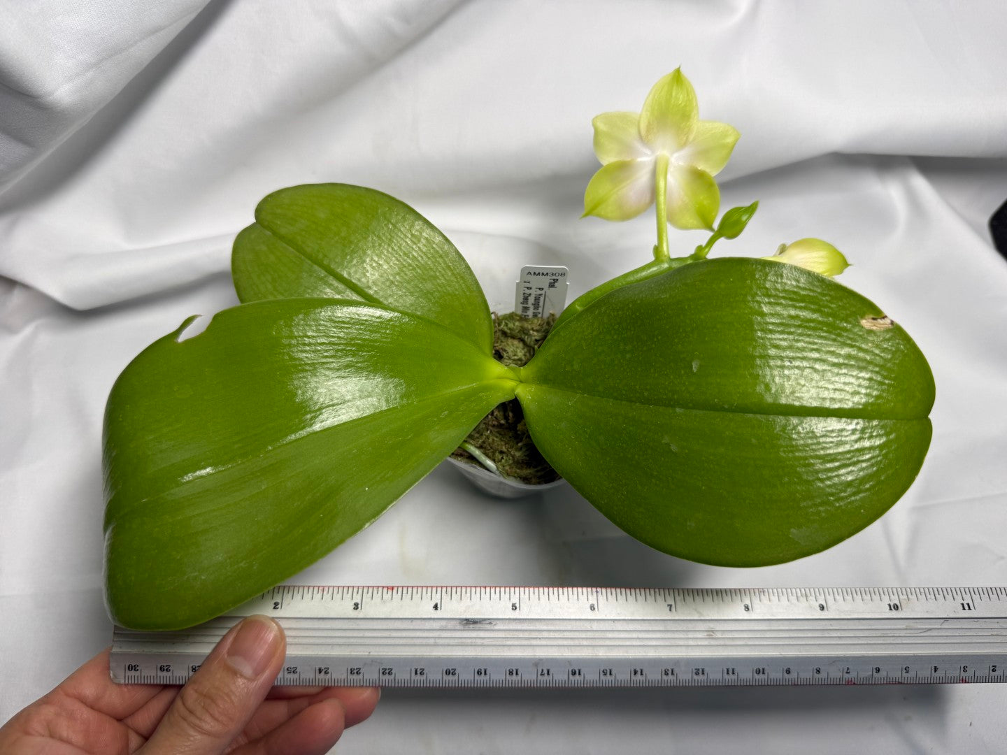 AMM308 - Phalaenopsis Yungho Gleb Canary X Zheng Min Formosa - Seed Grown - Flowering 260611