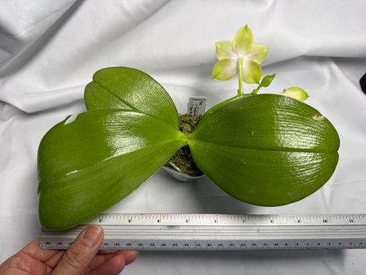 AMM308 - Phalaenopsis Yungho Gleb Canary X Zheng Min Formosa - Seed Grown - Flowering 260611