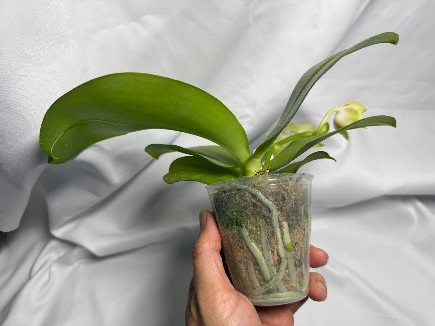 AMM308 - Phalaenopsis Yungho Gleb Canary X Zheng Min Formosa - Seed Grown - Flowering 260611