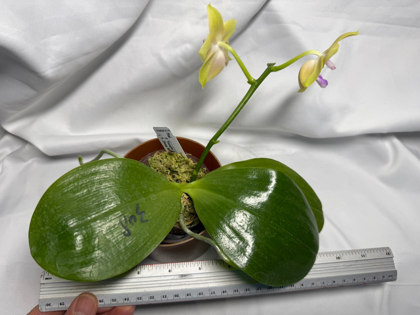 AMM308 - Phalaenopsis Yungho Gleb Canary X Zheng Min Formosa - Seed Grown - Flowering 260612