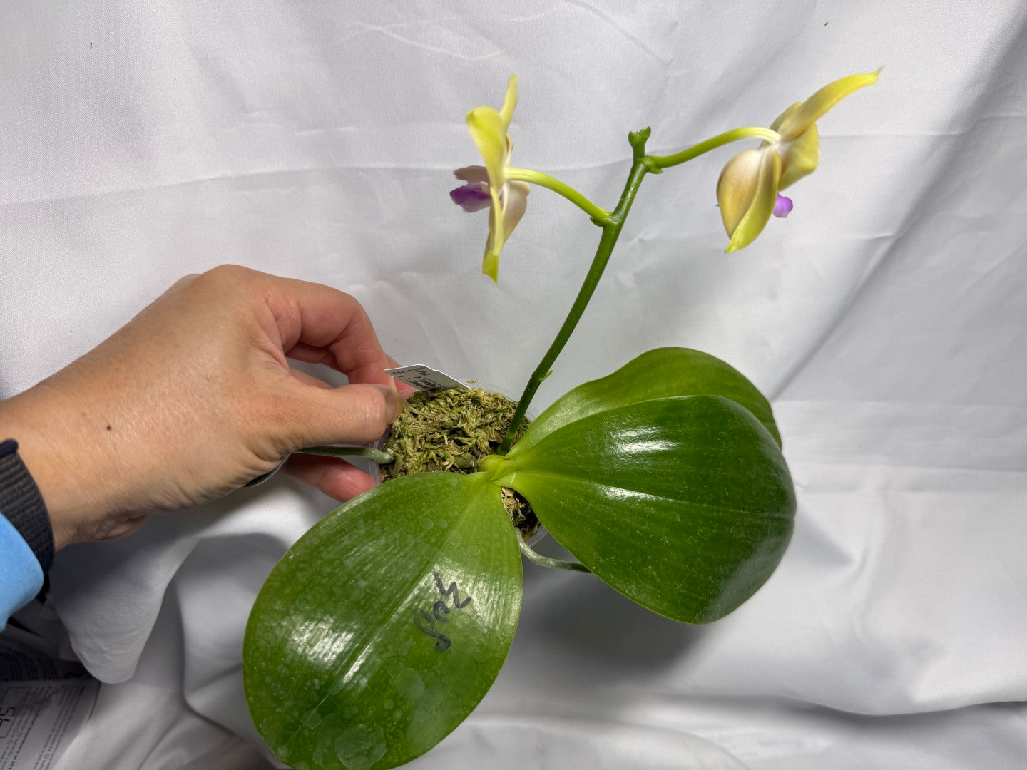AMM308 - Phalaenopsis Yungho Gleb Canary X Zheng Min Formosa - Seed Grown - Flowering 260612