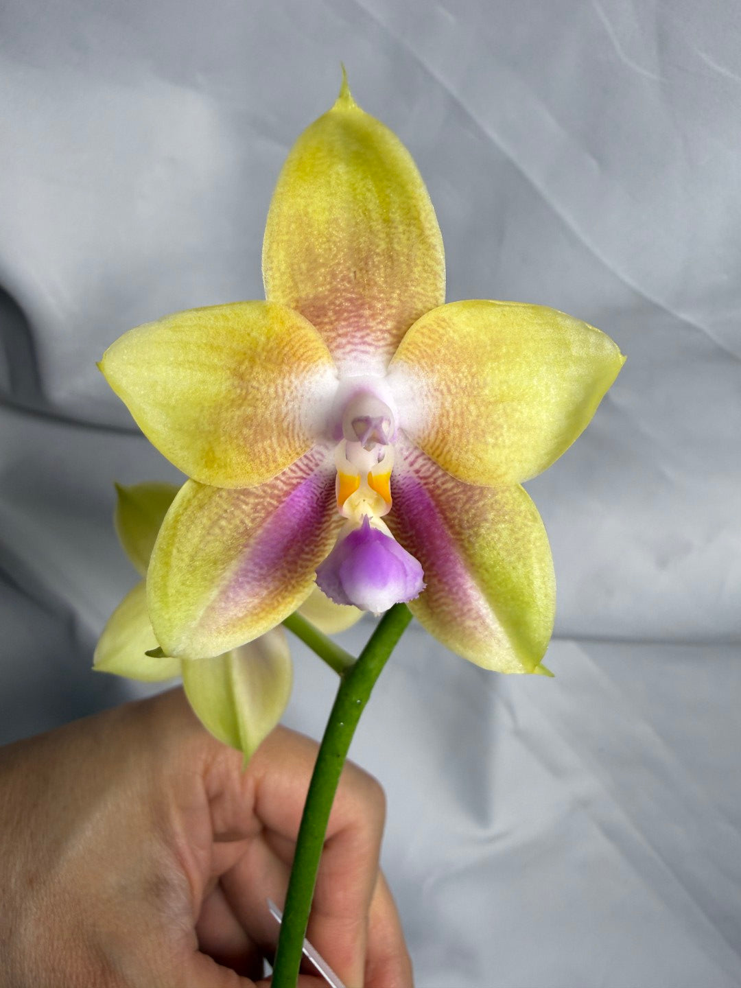 AMM308 - Phalaenopsis Yungho Gleb Canary X Zheng Min Formosa - Seed Grown - Flowering 260612