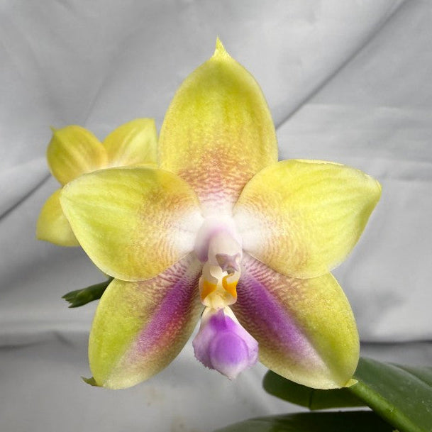 AMM308 - Phalaenopsis Yungho Gleb Canary X Zheng Min Formosa - Seed Grown - Flowering 260612
