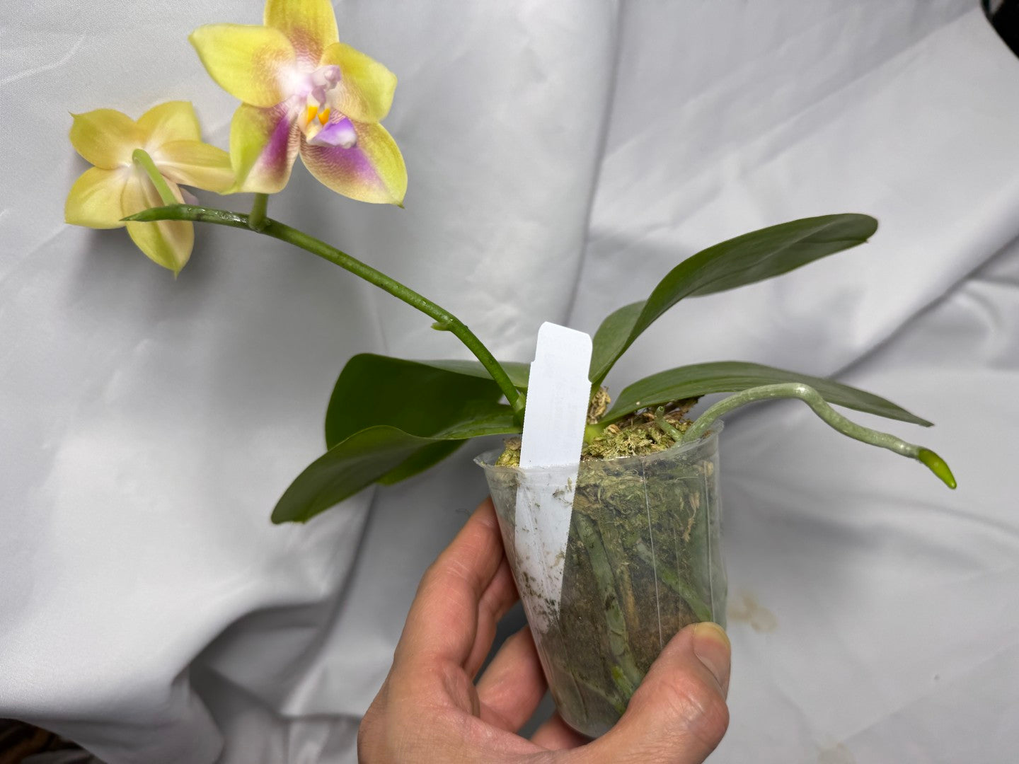 AMM308 - Phalaenopsis Yungho Gleb Canary X Zheng Min Formosa - Seed Grown - Flowering 260612