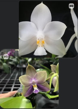 AMM308 - Phalaenopsis Yungho Gleb Canary 'Snowflake' X Zheng Min Formosa 'Mituo #1' (seed grown)