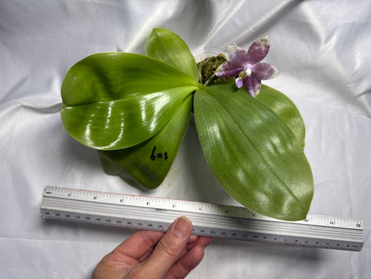 Phalaenopsis (Mituo Speciosa Dragon X Mituo Purple Dragon) 260420 Seed Grown Flowering