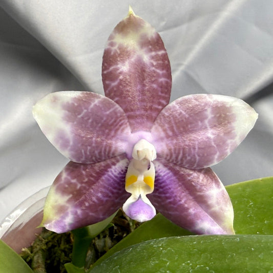 Phalaenopsis (Mituo Speciosa Dragon X Mituo Purple Dragon) 260420 Seed Grown Flowering
