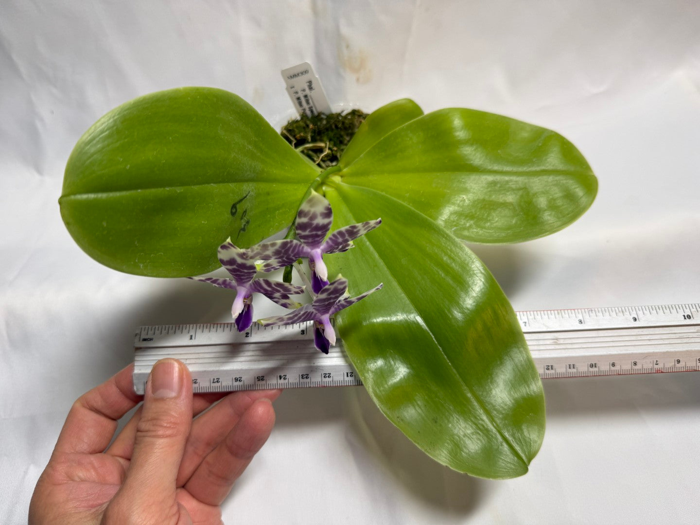 Phalaenopsis Mituo Frozen Land 260606 Seed Grown Flowering