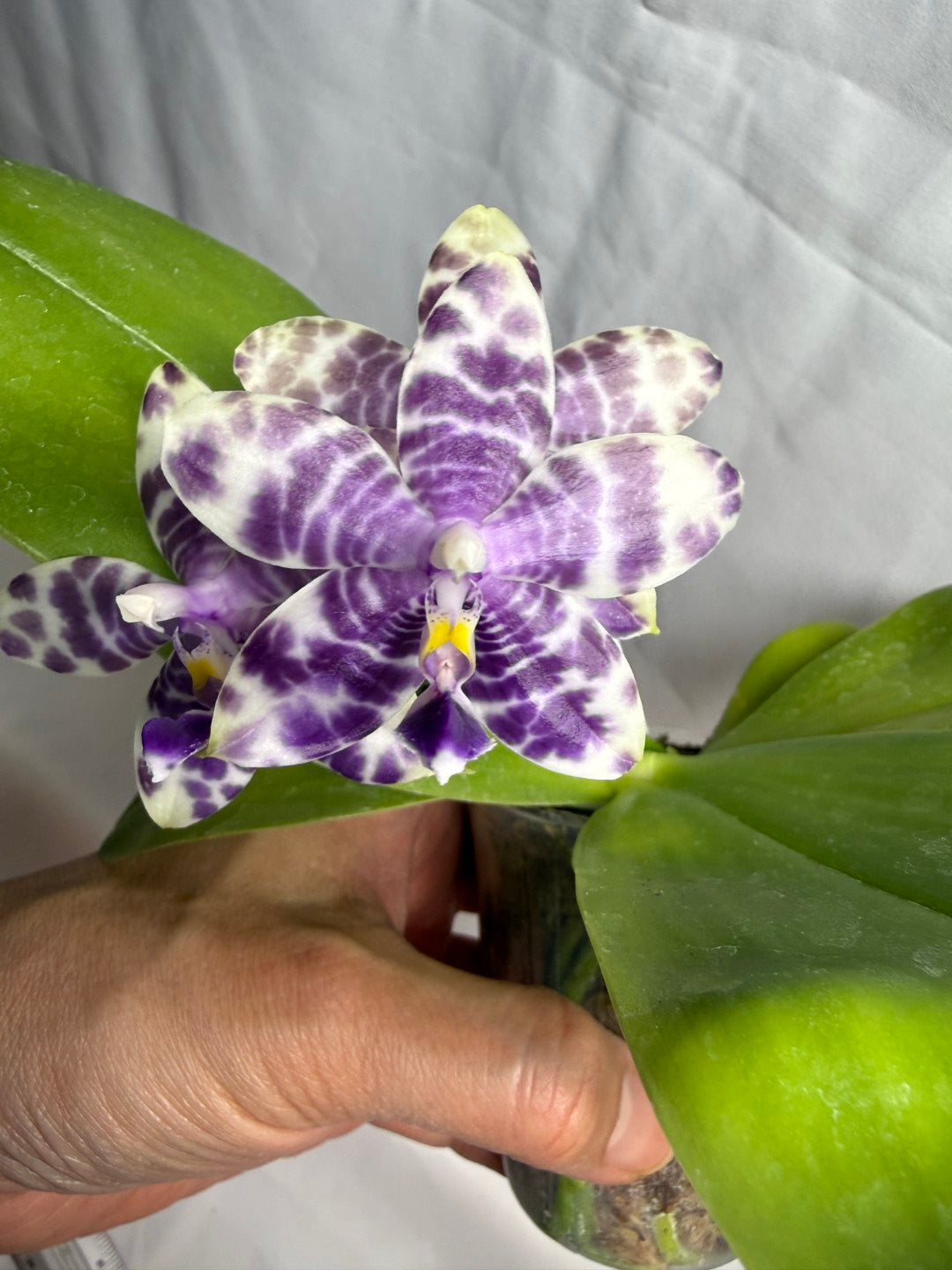 Phalaenopsis Mituo Frozen Land 260606 Seed Grown Flowering