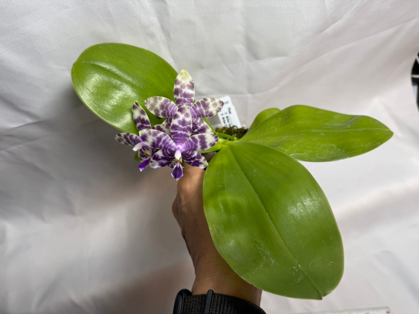 Phalaenopsis Mituo Frozen Land 260606 Seed Grown Flowering