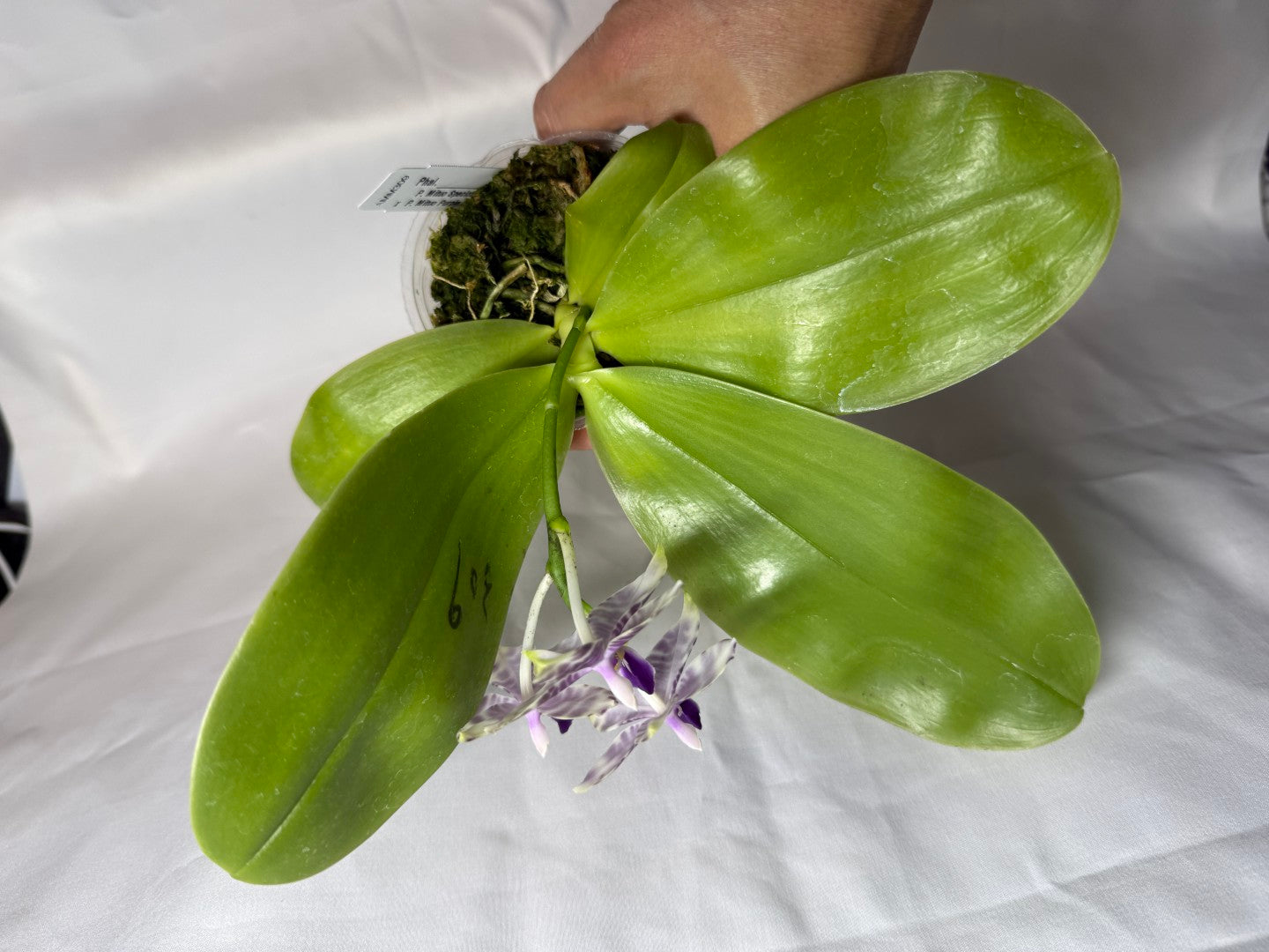 Phalaenopsis Mituo Frozen Land 260606 Seed Grown Flowering