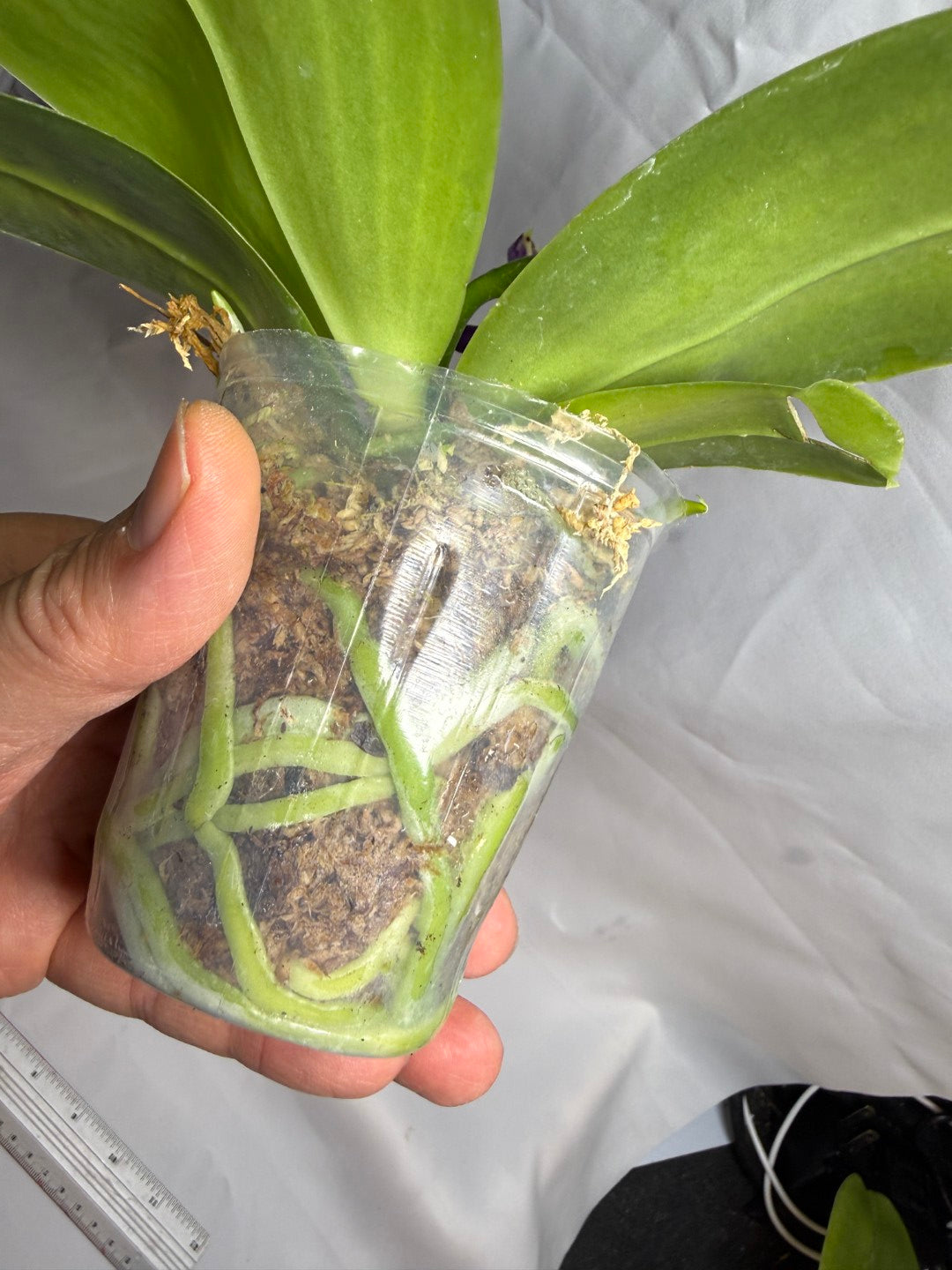 Phalaenopsis Mituo Frozen Land 260607 Seed Grown Flowering