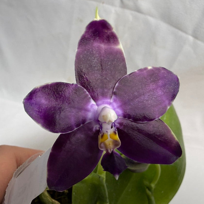 Phalaenopsis Mituo Frozen Land 260607 Seed Grown Flowering