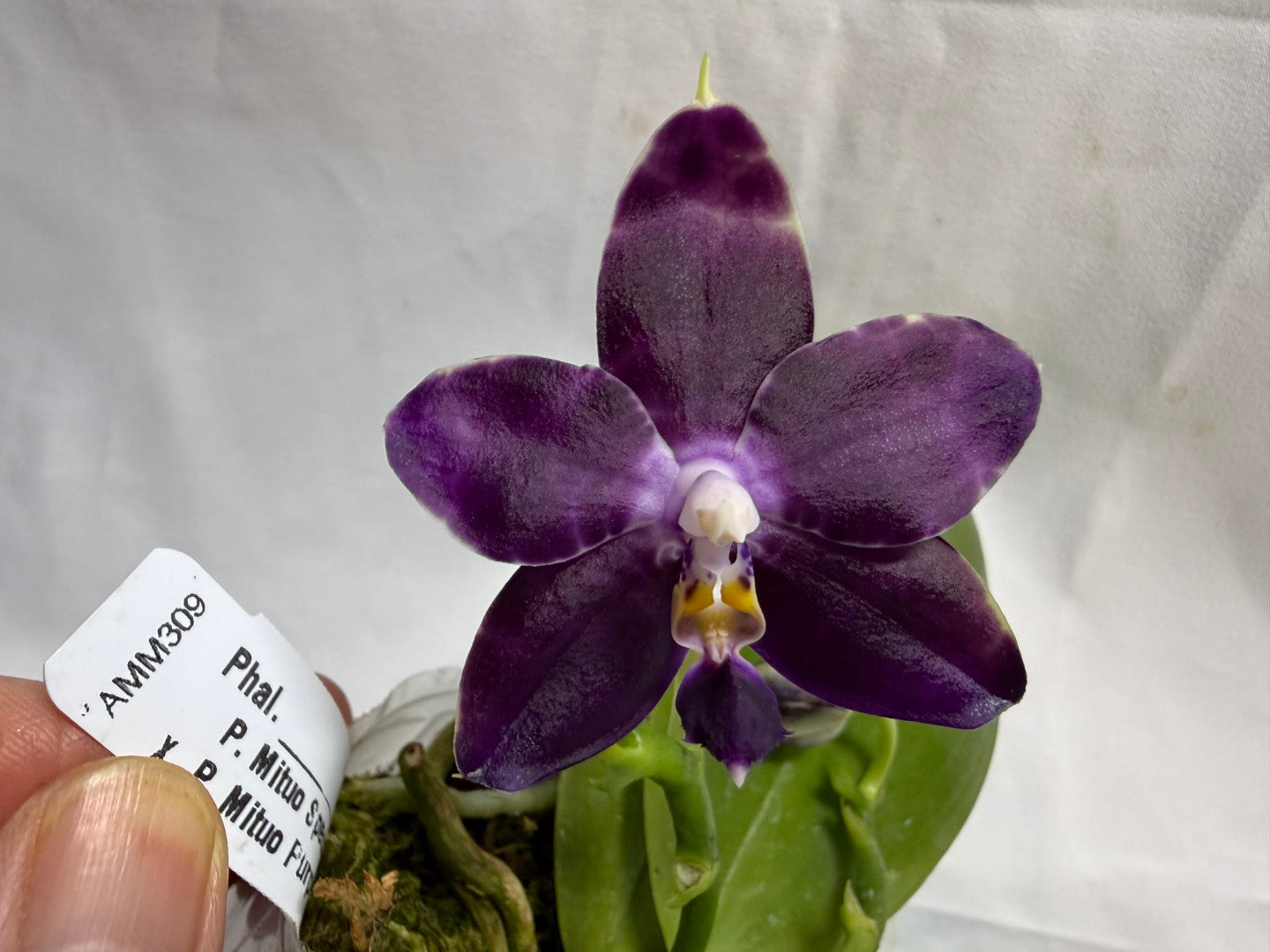 Phalaenopsis Mituo Frozen Land 260607 Seed Grown Flowering