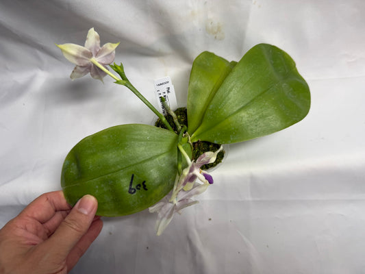AMM309 Phalaenopsis Mituo Frozen Land 260608 Seed Grown Flowering