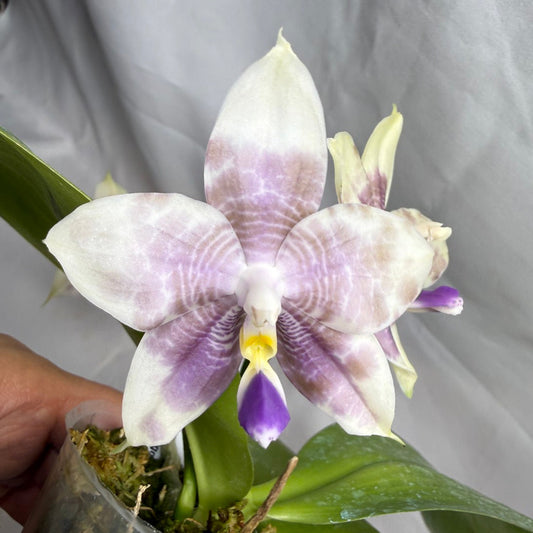 AMM309 Phalaenopsis Mituo Frozen Land 260608 Seed Grown Flowering