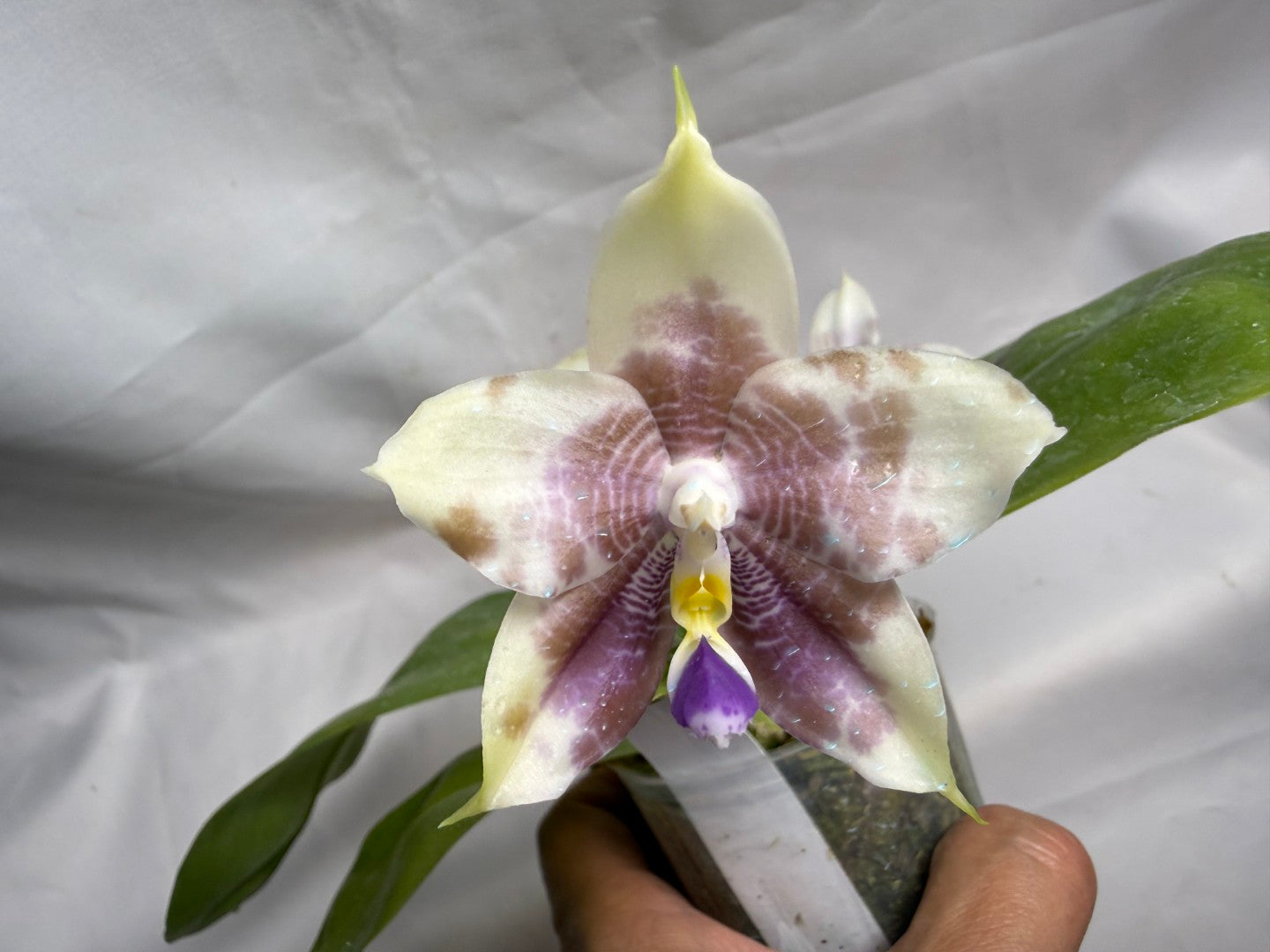 AMM309 Phalaenopsis Mituo Frozen Land 260608 Seed Grown Flowering