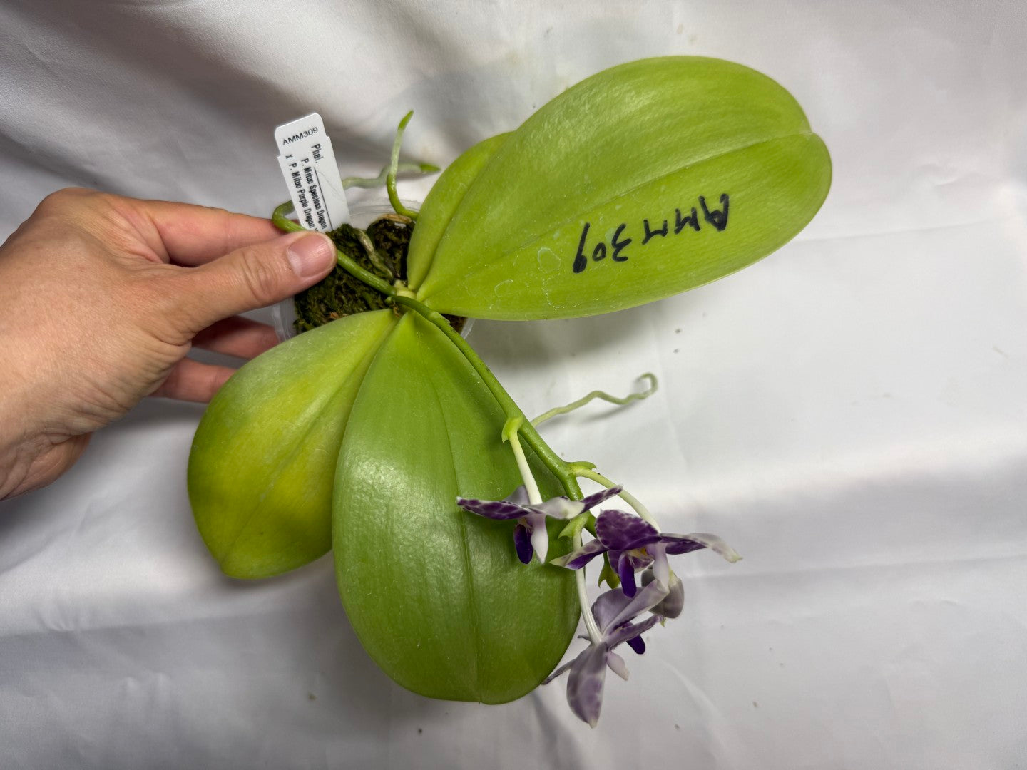 AMM309 Phalaenopsis Mituo Frozen Land 260609 Seed Grown Flowering