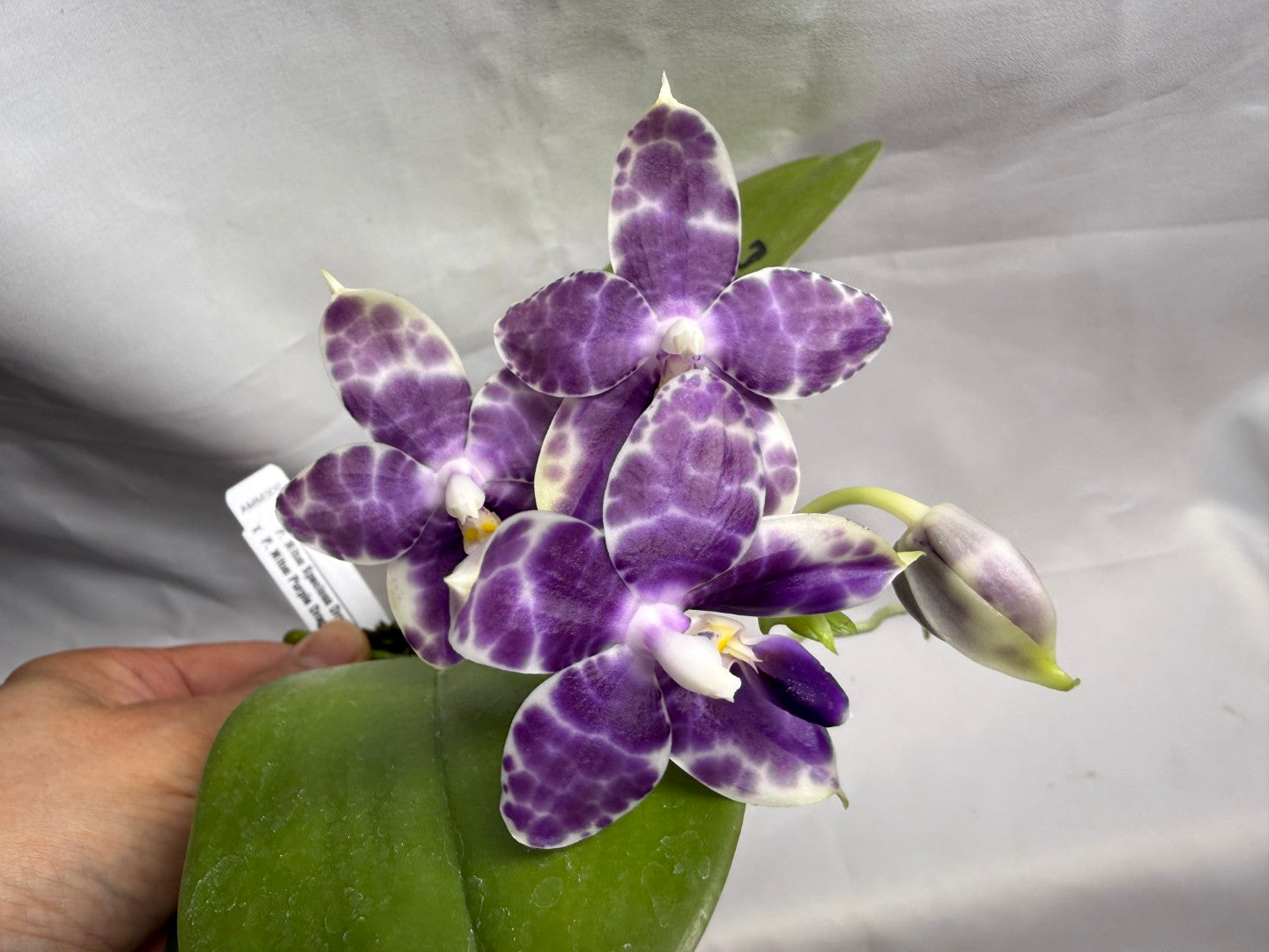 AMM309 Phalaenopsis Mituo Frozen Land 260609 Seed Grown Flowering