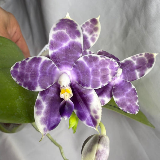 AMM309 Phalaenopsis Mituo Frozen Land 260609 Seed Grown Flowering