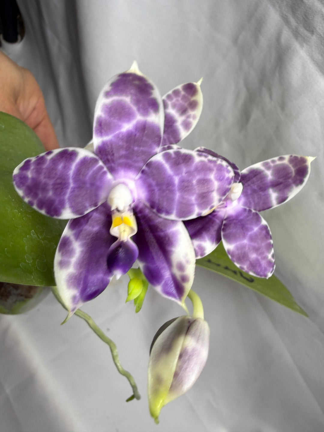 AMM309 Phalaenopsis Mituo Frozen Land 260609 Seed Grown Flowering