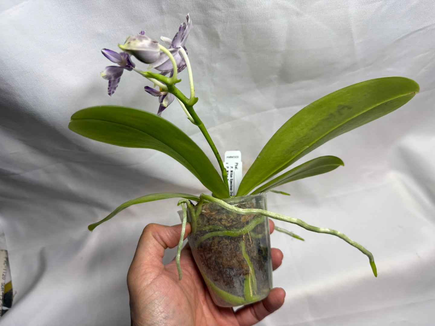 AMM309 Phalaenopsis Mituo Frozen Land 260609 Seed Grown Flowering