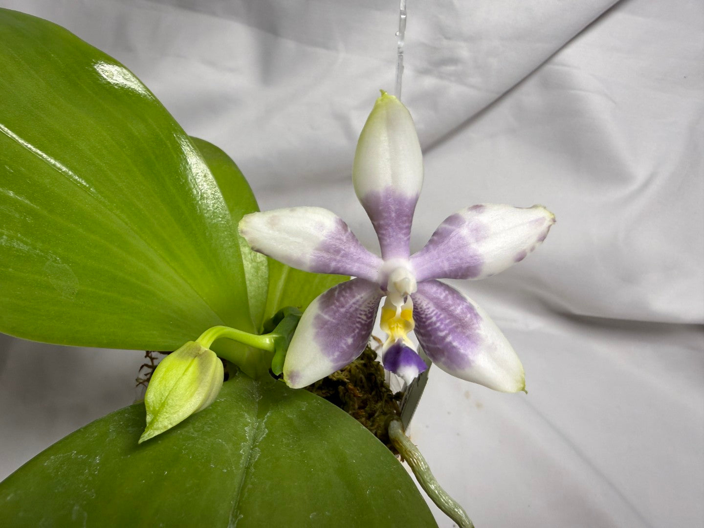 AMM309 Phalaenopsis Mituo Frozen Land 260614 Seed Grown Flowering