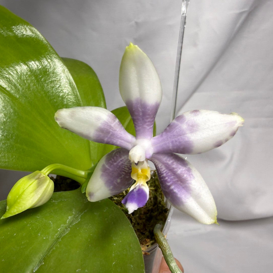 AMM309 Phalaenopsis Mituo Frozen Land 260614 Seed Grown Flowering