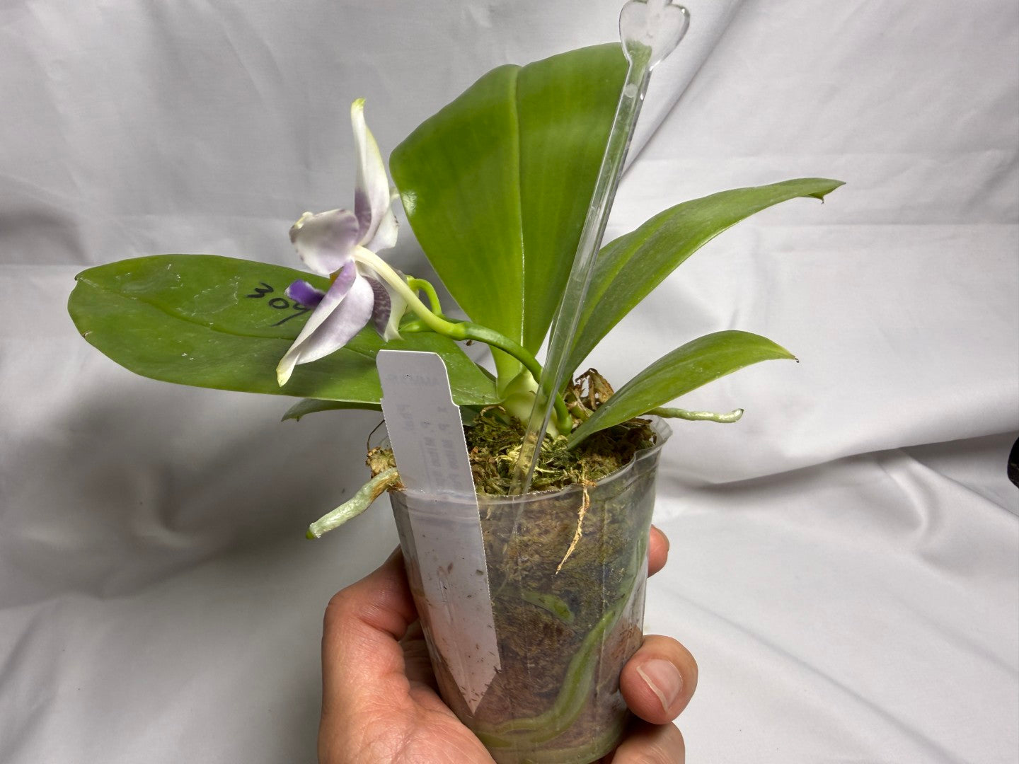AMM309 Phalaenopsis Mituo Frozen Land 260614 Seed Grown Flowering