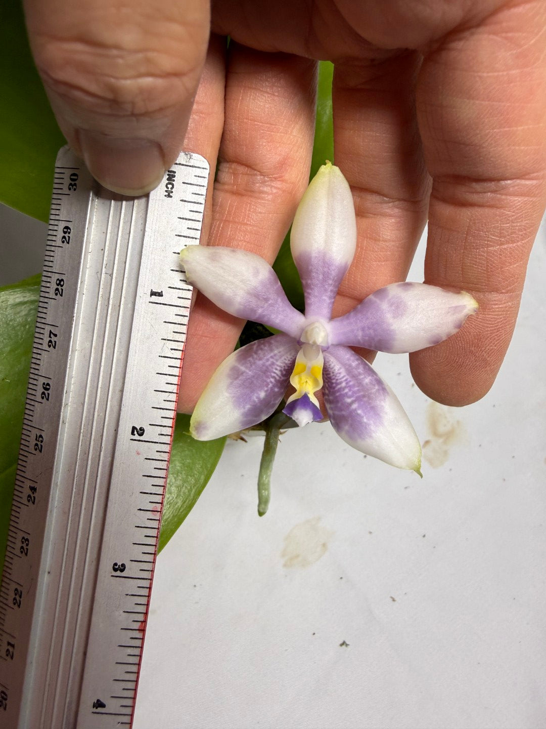 AMM309 Phalaenopsis Mituo Frozen Land 260614 Seed Grown Flowering