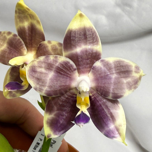 AMM309 Phalaenopsis Mituo Frozen Land 260615 Seed Grown Flowering