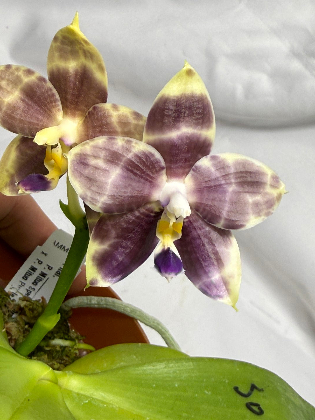 AMM309 Phalaenopsis Mituo Frozen Land 260615 Seed Grown Flowering