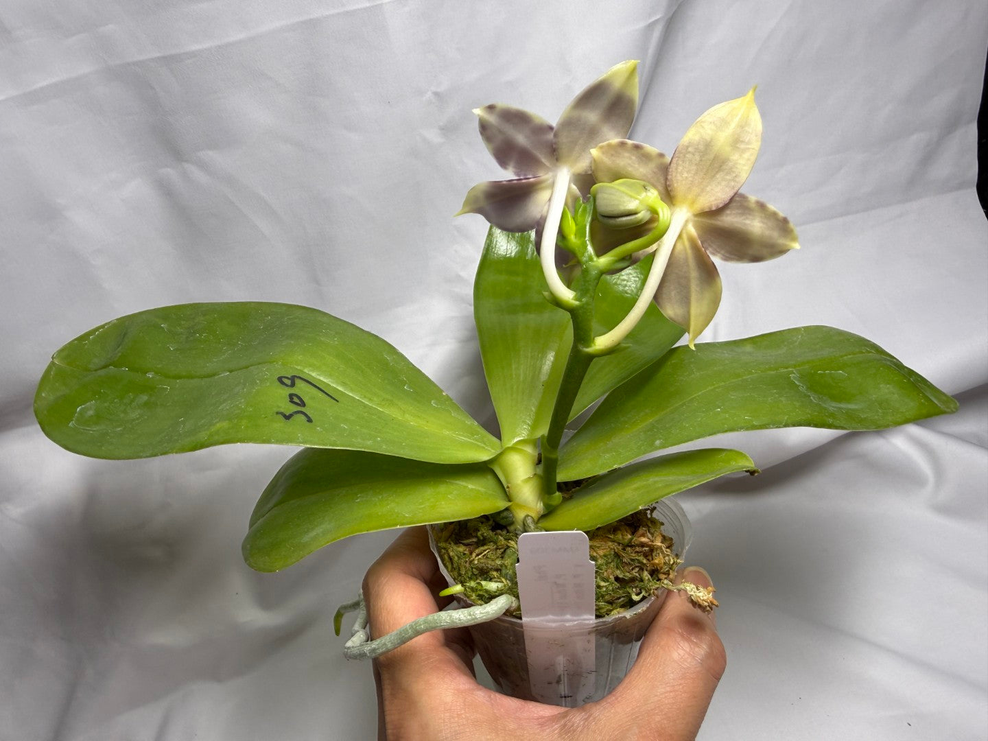 AMM309 Phalaenopsis Mituo Frozen Land 260615 Seed Grown Flowering