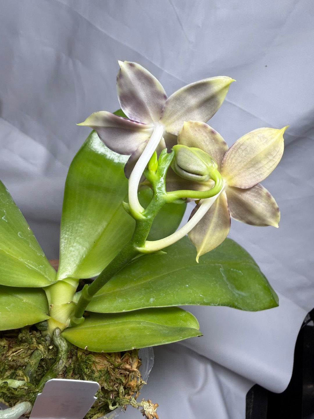 AMM309 Phalaenopsis Mituo Frozen Land 260615 Seed Grown Flowering