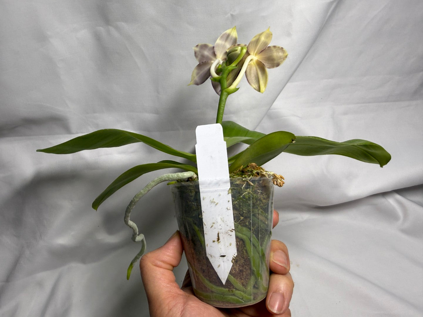 AMM309 Phalaenopsis Mituo Frozen Land 260615 Seed Grown Flowering