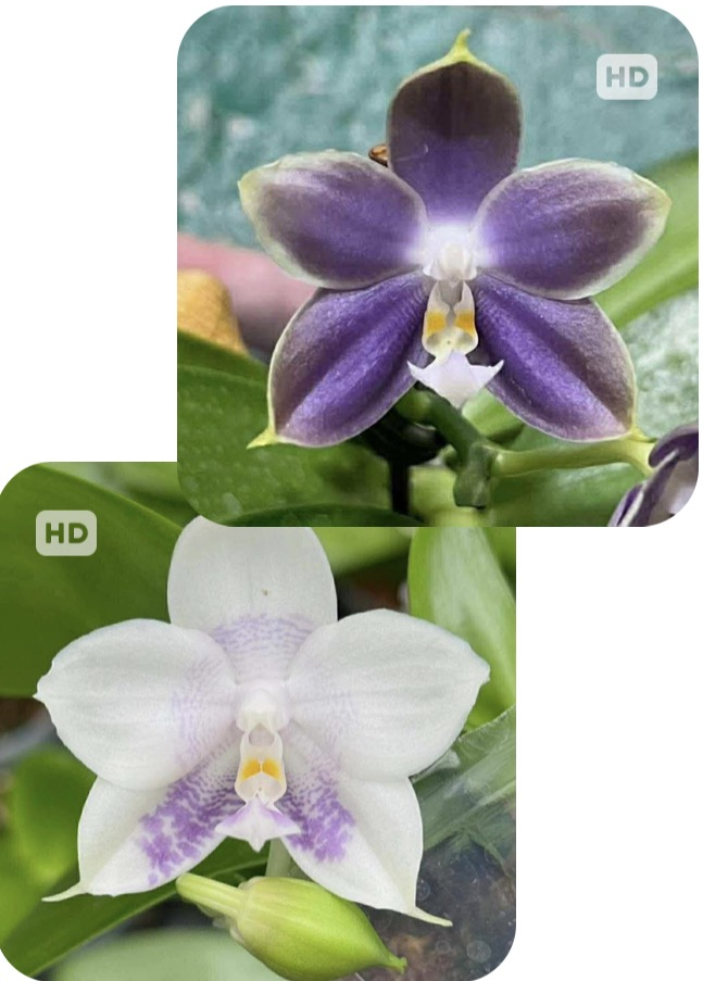 Phalaenopsis (Mituo Speciosa Dragon X Mituo Purple  Dragon 'First Snow') - Seed Grown