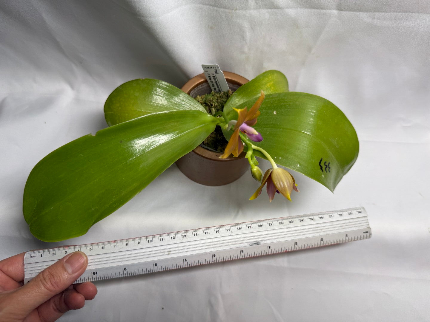 AMM333 - Phalaenopsis (Mituo Speciosa Dragon X Mituo GH King Star) (seed grown) Flowering 260608