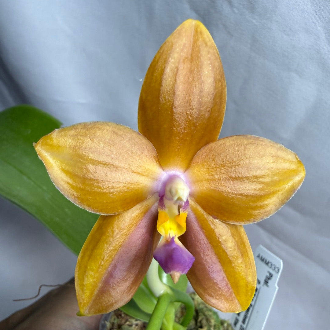 AMM333 - Phalaenopsis (Mituo Speciosa Dragon X Mituo GH King Star) (seed grown) Flowering 260608