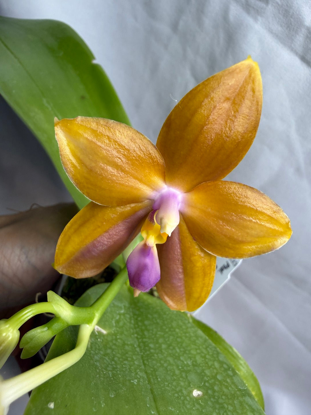 AMM333 - Phalaenopsis (Mituo Speciosa Dragon X Mituo GH King Star) (seed grown) Flowering 260608