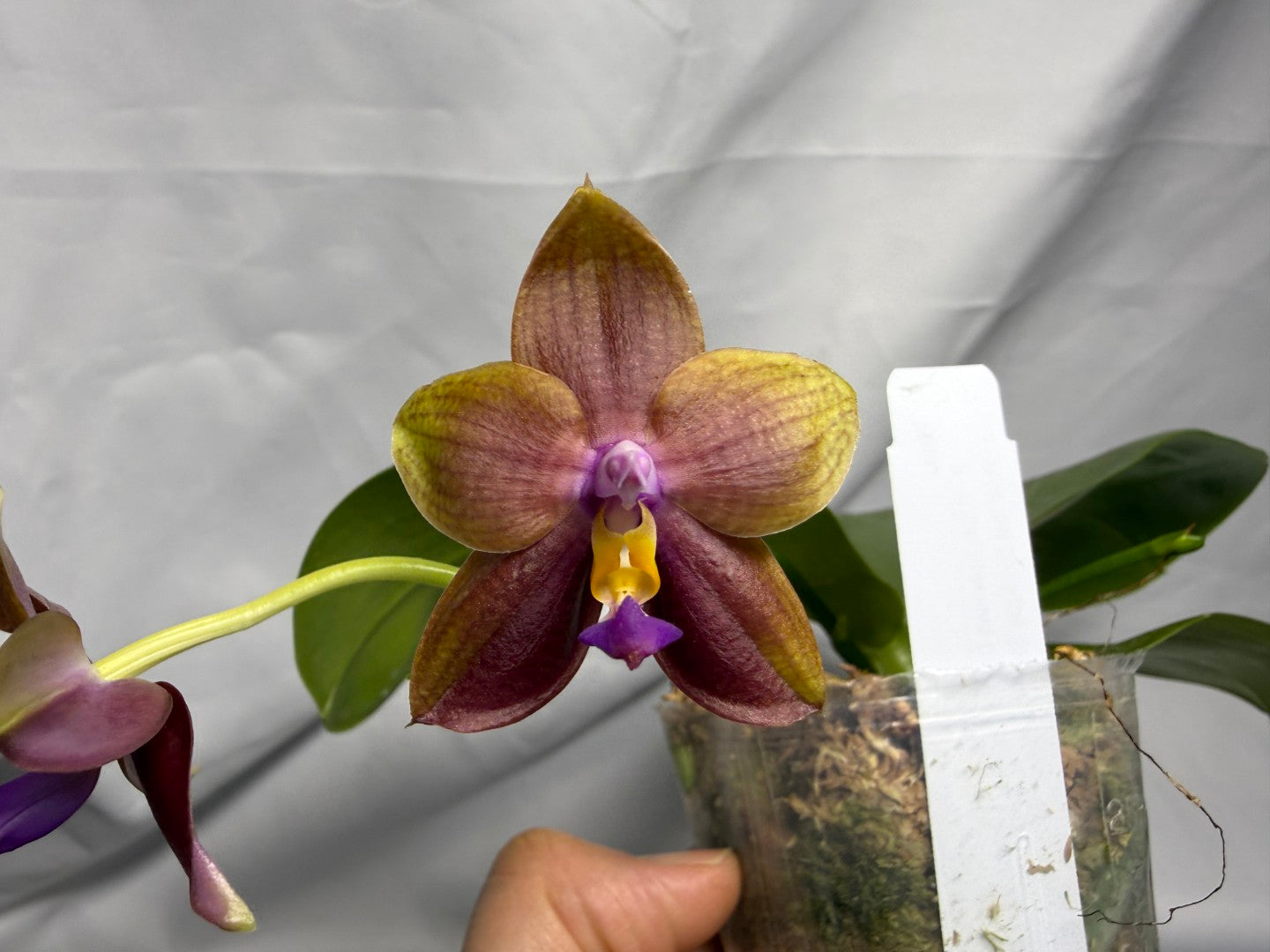 AMM333 - Phalaenopsis (Mituo Speciosa Dragon X Mituo GH King Star) (seed grown) Flowering 260611